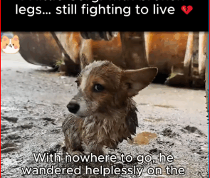 little Corgi broken legs still fighting to live. #F#Fypt#tren…_part2
