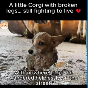 little Corgi broken legs still fighting to live. #F#Fypt#tren…_part2