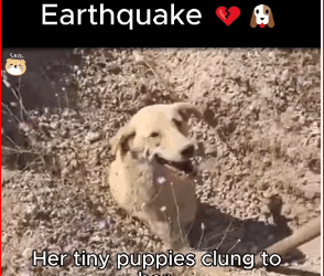 Buried in Fear Mama Dog Cry After Earthquake. #Fyp #trending #v…_part2