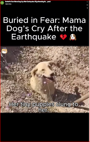 Buried in Fear Mama Dog Cry After Earthquake. #Fyp #trending #v…_part2