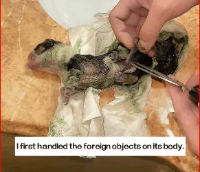 found small creature on street in early morning. It turne…_part2