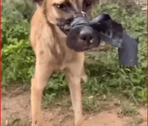 Her Mouth Was Taped Shut She Wandered in Pain, Unable to Eat or Drink_part2