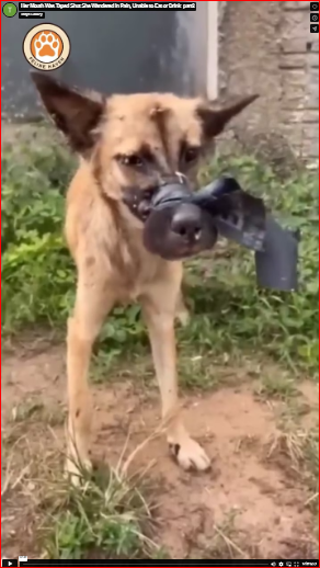 Her Mouth Was Taped Shut She Wandered in Pain, Unable to Eat or Drink_part2