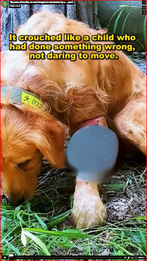 Because of trouble, he was hanged on tree beaten by o…_part2