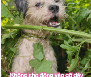 Failed to remove the cord around the neck#poodle #chocon #dethuong #cunyeu #choco part2