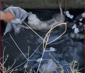 Rescue poor dog #dog #trending #xuhuong #fyp #pet_part2