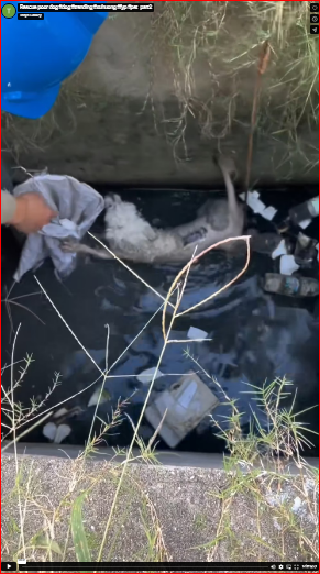 Rescue poor dog #dog #trending #xuhuong #fyp #pet_part2