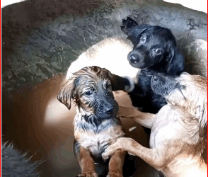 Rescue family of dogs fell into bucket of water#animalsoftik…_part2