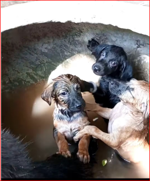Rescue family of dogs fell into bucket of water#animalsoftik…_part2