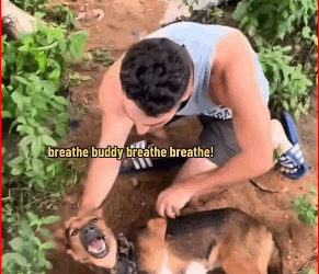 Dog market survivor @DOG SAVIOR #dogsoftiktok #xmas #christmas #foryo…_part2