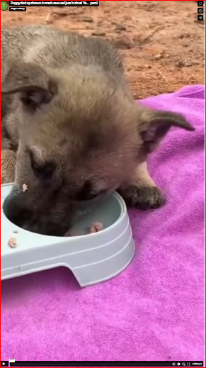 Puppy tied up thrown in trash rescued just in time! Ye…_part2