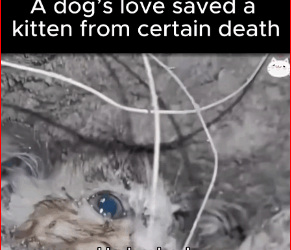 dog love saved kitten certain death. #Fyp #trending #viral…_part2