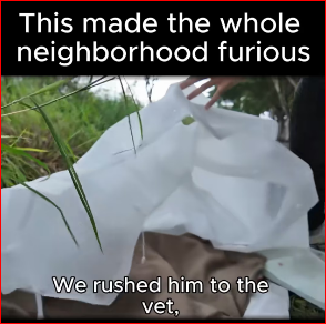 They just threw their dog off balcony #fyp #trending #rescuedog…_part2