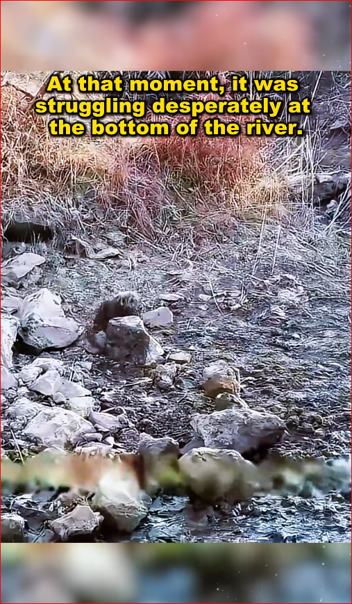 dog entangled in sewer is entangled in fishing net, const…_part2