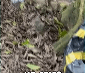 V2511016_Puppy got his leg stuck in trap #animals #dog #cat #kitten #puppy_part2