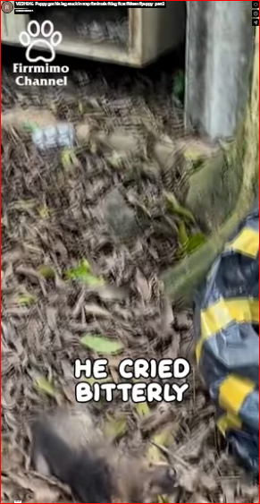 V2511016_Puppy got his leg stuck in trap #animals #dog #cat #kitten #puppy_part2