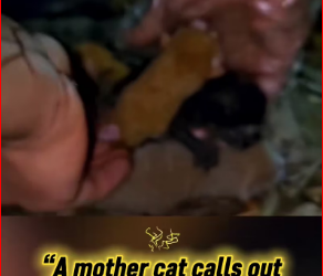 V0512025_mother cat calls out help as her newborn kittens cry softly be…_part2