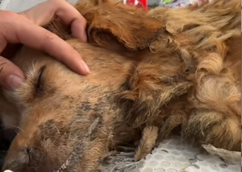 V0512017_Garbage Heap Twitches to Fighting Bites Golden Last_part2