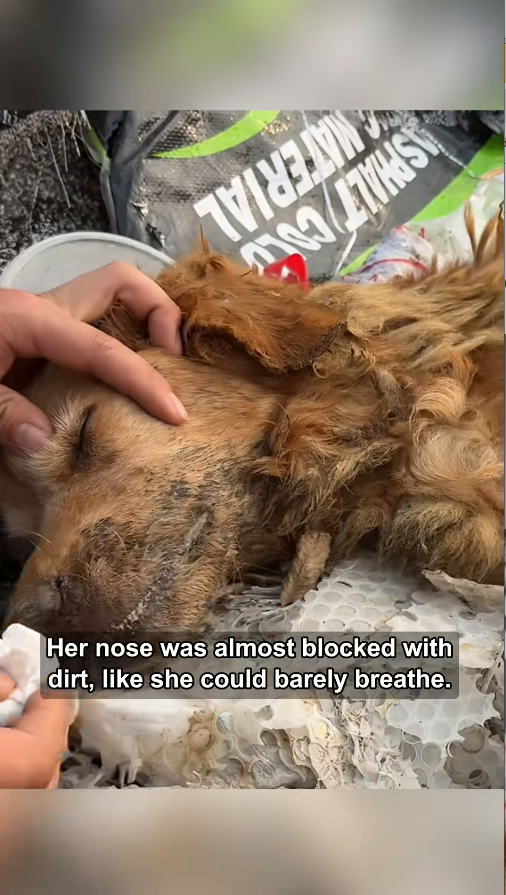 V0512017_Garbage Heap Twitches to Fighting Bites Golden Last_part2