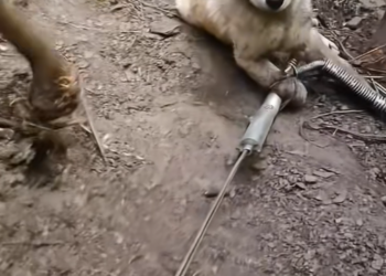 V0912014_dog was caught in an iron trap had hard time getting out.#d…_part2