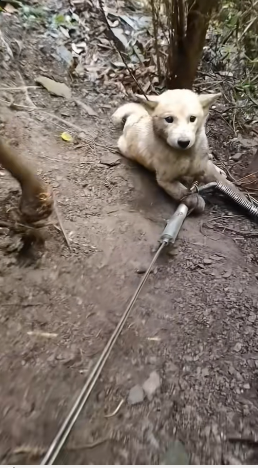 V0912014_dog was caught in an iron trap had hard time getting out.#d…_part2