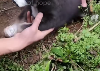 V0912020_puppy was found tied up on mountain, unable to escape. Local vi…_part2