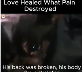 V0912028_Love Healed What Pain Destroyed. #Fyp #trending #viral #foryoupage #s…_part2