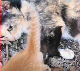 V0912017_After accident, mother cat was left on side of road,_part2