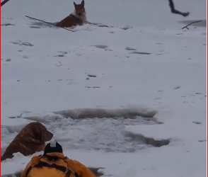 V2911026_dogs trapped on an icy river, struggling their lives……_part2