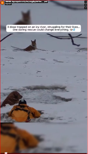 V2911026_dogs trapped on an icy river, struggling their lives……_part2