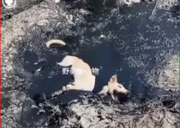 V1212012_1.1K views dog was stuck in asphalt, how did they save him Tonny Sixx_part2