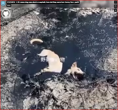 V1212012_1.1K views dog was stuck in asphalt, how did they save him Tonny Sixx_part2