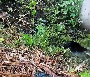 V0512022_low temperature below zero, seriously ill dog was abandone…_part2