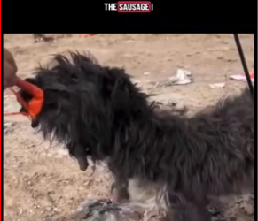 V1212021_#rescuedog #dogsoftiktokfyp #petsoftiktok #dogloversclub #catsofttiktok_part2