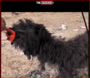 V1212021_#rescuedog #dogsoftiktokfyp #petsoftiktok #dogloversclub #catsofttiktok_part2