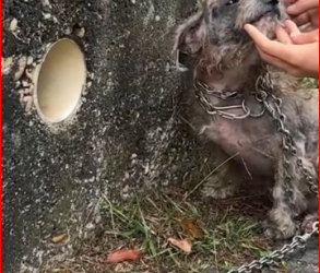 V0512026_On my way home work in freezing winter, accidentally saw t…_part2