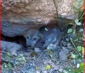 V1512005_stray dog head is wrapped in fishing net, dog is very…_part2