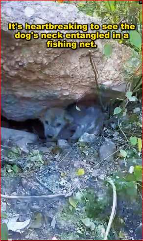 V1512005_stray dog head is wrapped in fishing net, dog is very…_part2