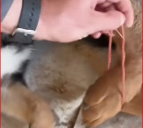 V1512018_scared barking of little dogcaught our attention, then….._part2