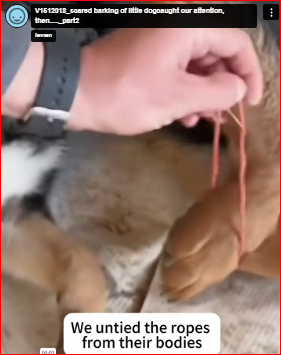 V1512018_scared barking of little dogcaught our attention, then….._part2