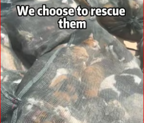 V1512017_Follow us to help these poor cats.The homepage allows tipping to_part2