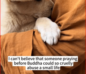 V2911007_little dog was resting on steps when it was chased kicked b…_part2