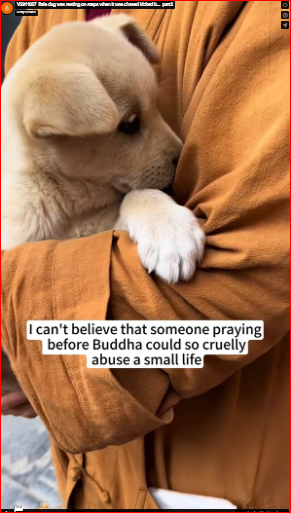 V2911007_little dog was resting on steps when it was chased kicked b…_part2