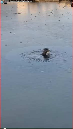 V1512015_#dogvideos #doglover #dog #poordog_part2