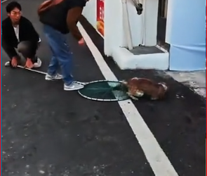 V1712014_Rescue dog has been abused then #rescue #animals #fyp #dogā¦_part2