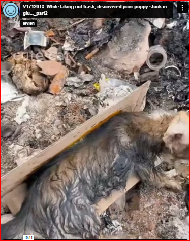 V1712013_While taking out trash, discovered poor puppy stuck in glu…_part2