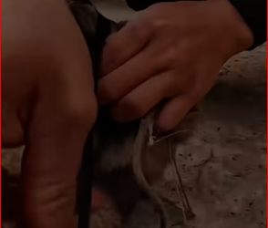 V1712020_Rescue #rescue #rescueanimals #animals #dog #fyp_part2