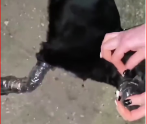 V1512011_rescued dog was stuck tape then #fyp #rescue #animaā¦_part2