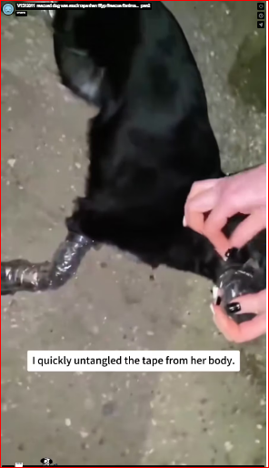 V1512011_rescued dog was stuck tape then #fyp #rescue #anima…_part2