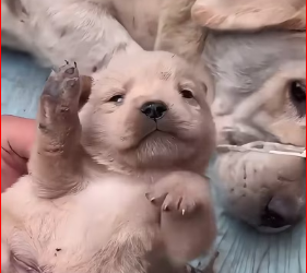 V1512019_rescue gaze of dog mother attracted me, thenā¦#rescue⦠(1)_part2